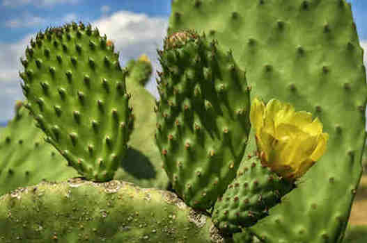 Prickly Pear Extract Powder.jpg